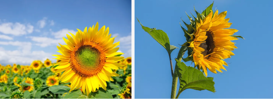 Sunflower.jpg