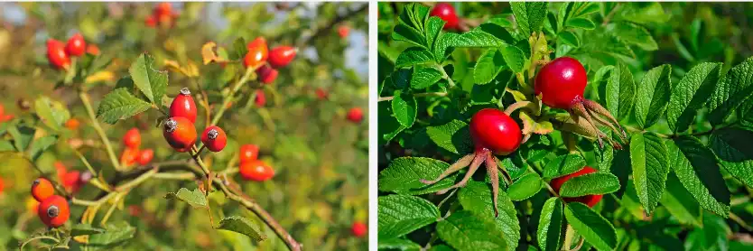 rosehip extract