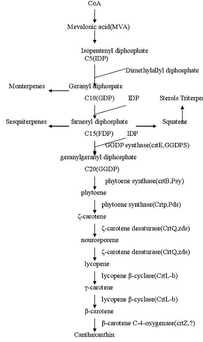 Canthaxanthin