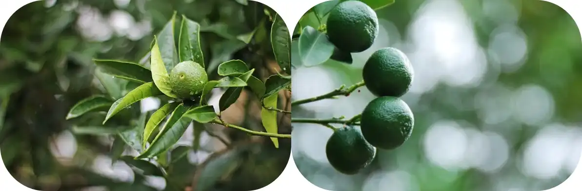 柑橘.jpg 柑橘.jpg