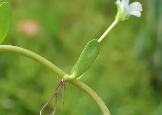 Bacopa Monnieri Extract Powder.png Bacopa Monnieri Extract Powder.png