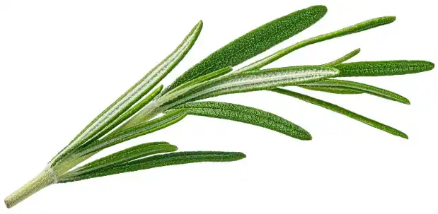 Bulk Ursolic Acid.png Bulk Ursolic Acid.png