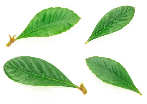 Bulk Ursolic Acid.png Bulk Ursolic Acid.png