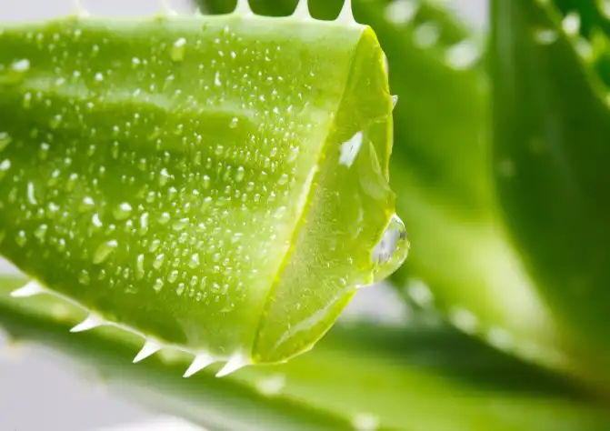 Aloe Freeze-dried Powder Aloe Freeze-dried Powder