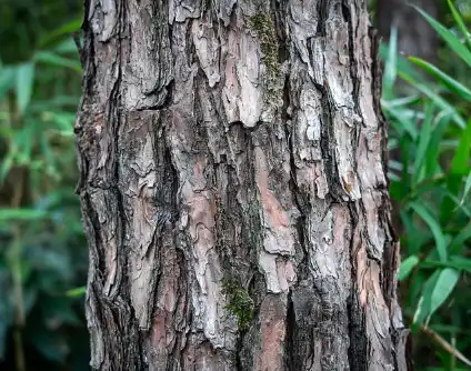 Pure Pine Bark Extract Pure Pine Bark Extract