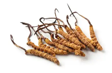 Bulk Cordyceps Extract Bulk Cordyceps Extract