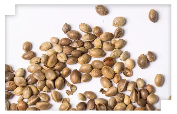 Hemp seed Hemp seed