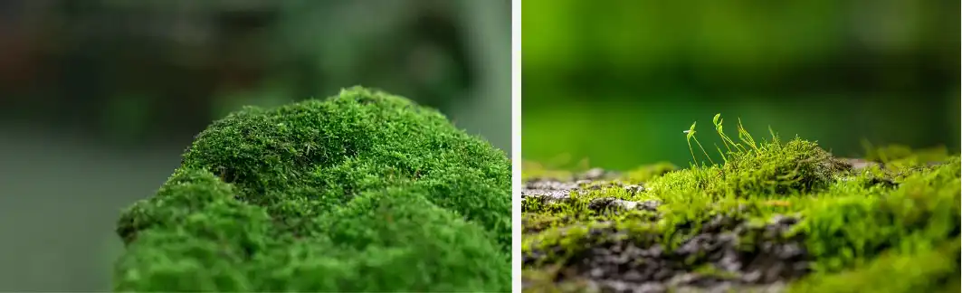 Usnic acid Usnic acid