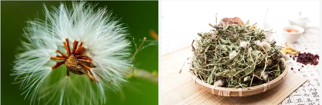 Dandelion extract