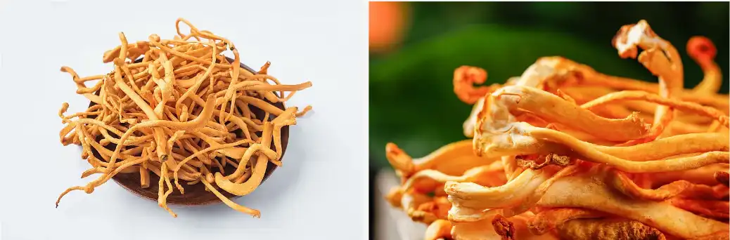 Cordyceps militaris powder Cordyceps militaris powder