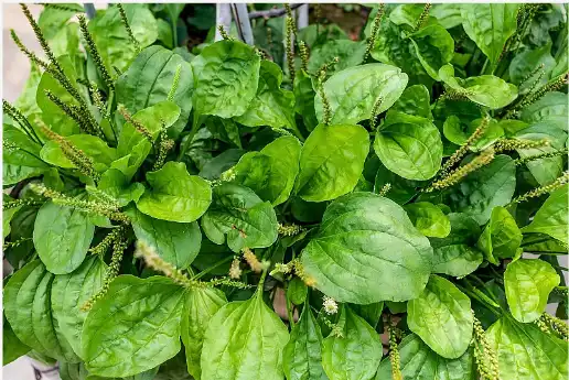 Plantain extract Plantain extract