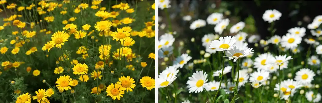 Wild chrysanthemum extract