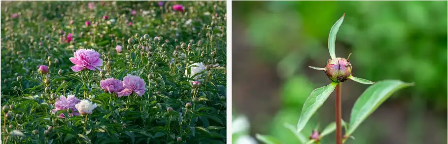 White peony root extract