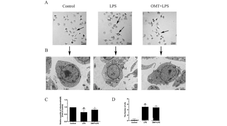 Oxymatrine Powder Oxymatrine Powder
