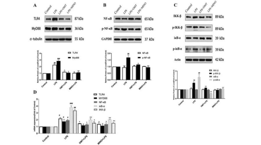 Oxymatrine Powder Oxymatrine Powder