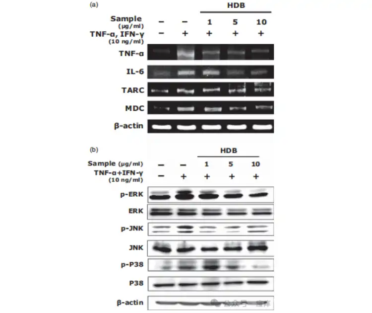Hovenia Dulcis Extract Hovenia Dulcis Extract