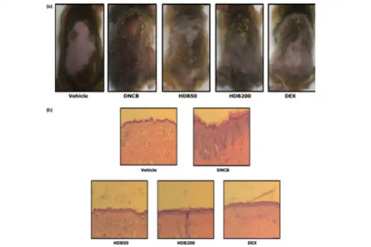 Hovenia Dulcis Extract Hovenia Dulcis Extract