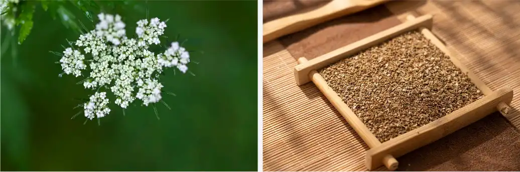 Cnidium monnieri extract Cnidium monnieri extract