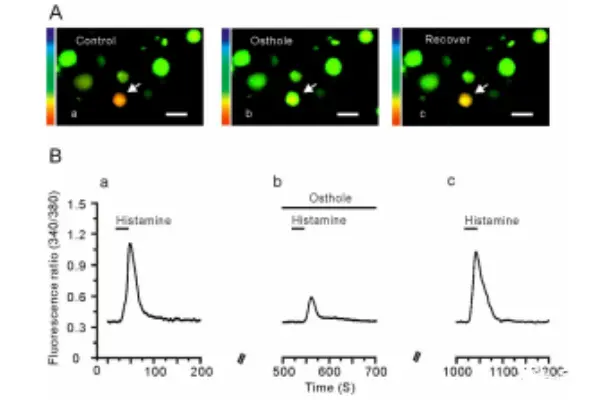 Cnidium monnieri extract Cnidium monnieri extract