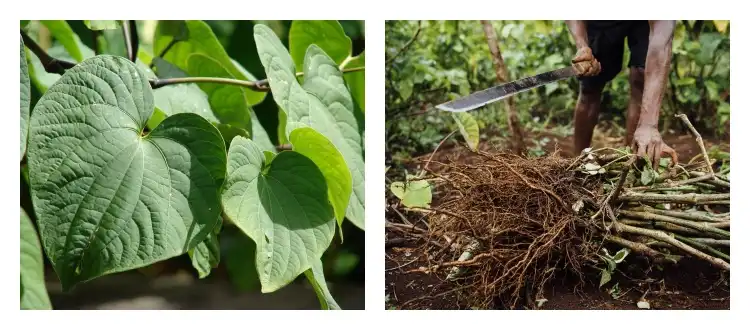 Kava extract Kava extract