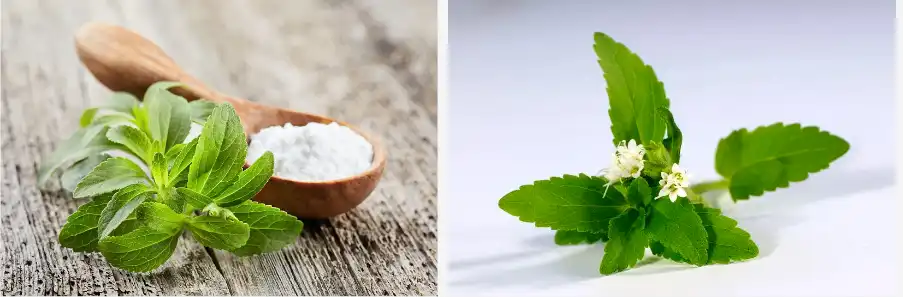 Stevia Extract Powder