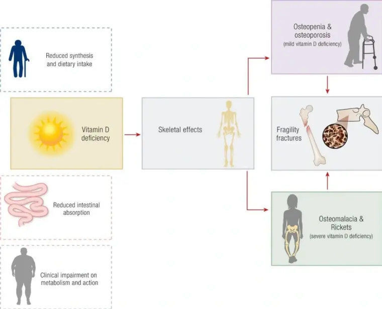 Vitamin D3 Powder Vitamin D3 Powder