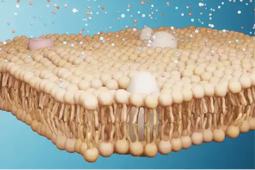 Beta-sitosterol Beta-sitosterol