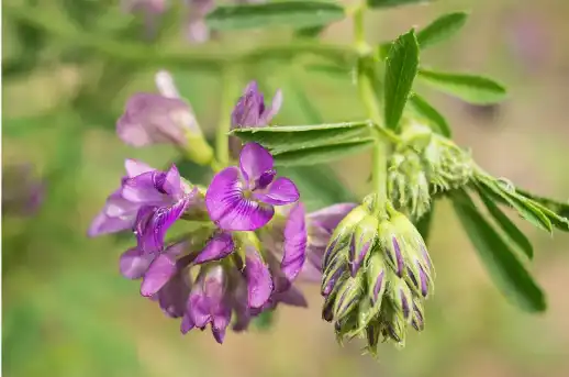 Alfalfa Grass Powder