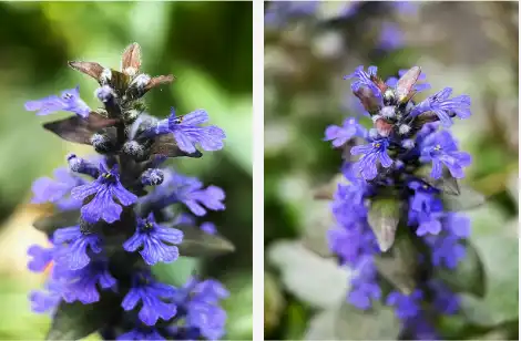 Ajuga Turkestanica extract powder