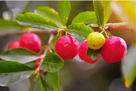 Acerola fruit powder