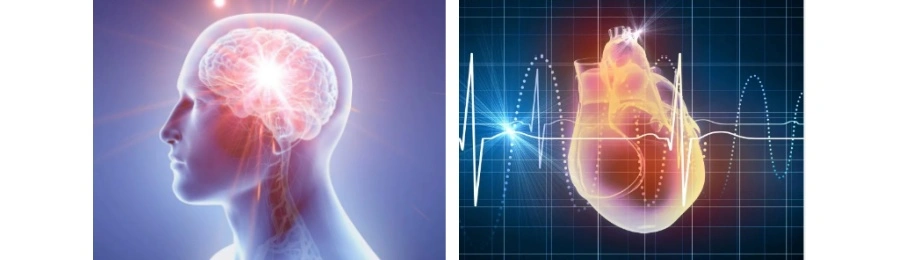 Acanthopanax extract Acanthopanax extract