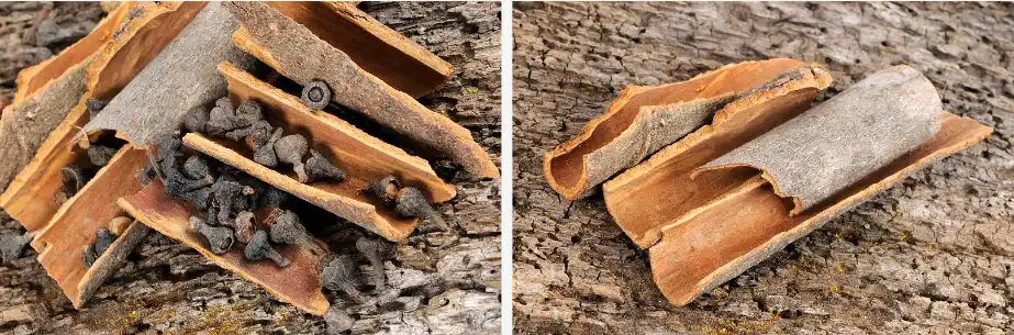 Cinnamic acid Cinnamic acid