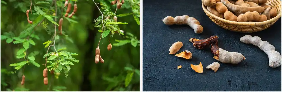 Tamarind Extract Tamarind Extract