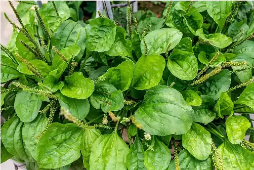 Psyllium husk powder Psyllium husk powder