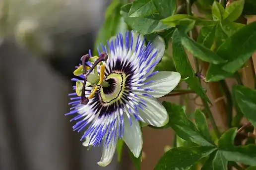 Passionflower extract