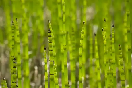 Horsetail extract‌