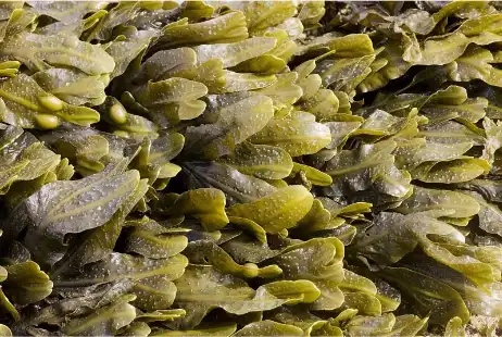 Bladderwrack extract