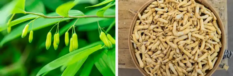 Polygonatum extract Polygonatum extract