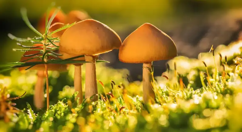 Ergothioneine Ergothioneine