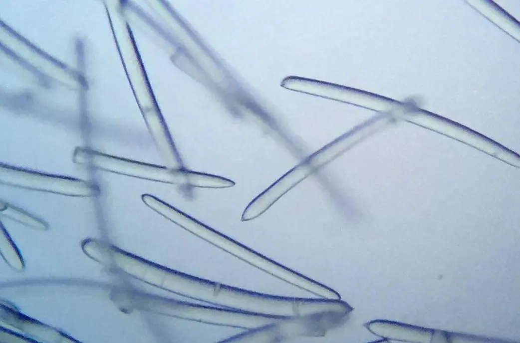 Sponge spicule Sponge spicule