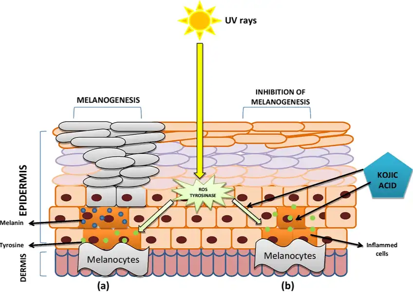 Kojic acid Kojic acid