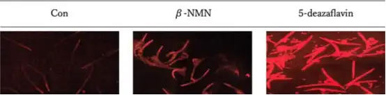 Deazaflavin Powder Deazaflavin Powder