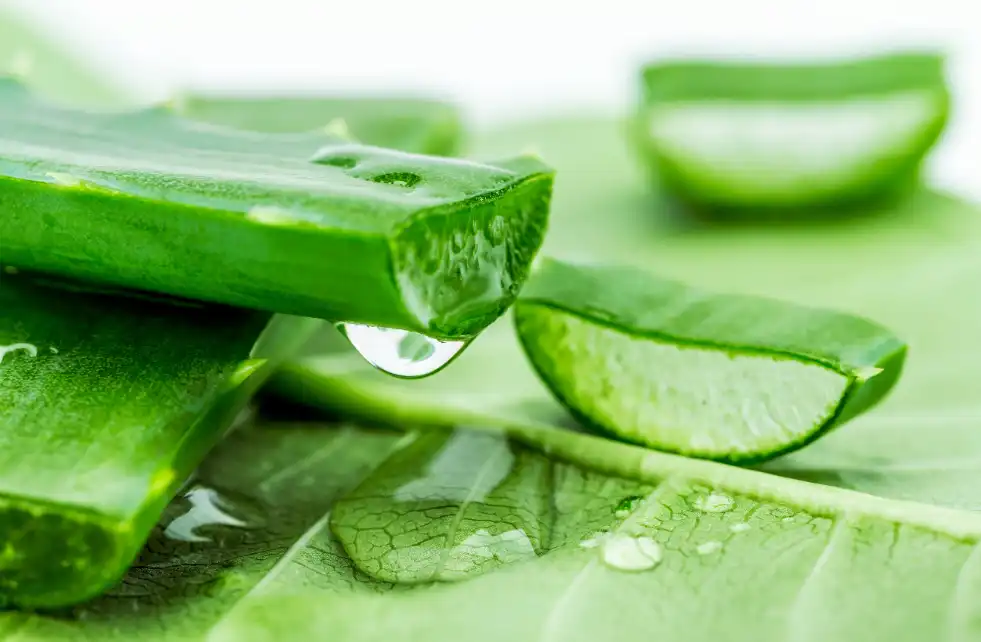 Aloe Emodin Aloe Emodin