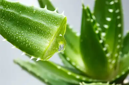 Aloe freeze-dried