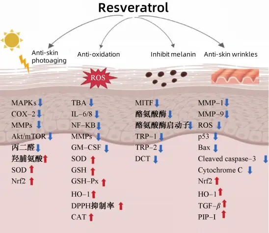 Resveratrol Powder