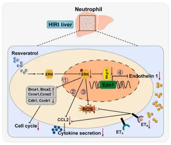 Resveratrol 