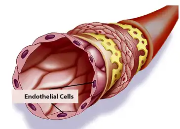 Resveratrol 