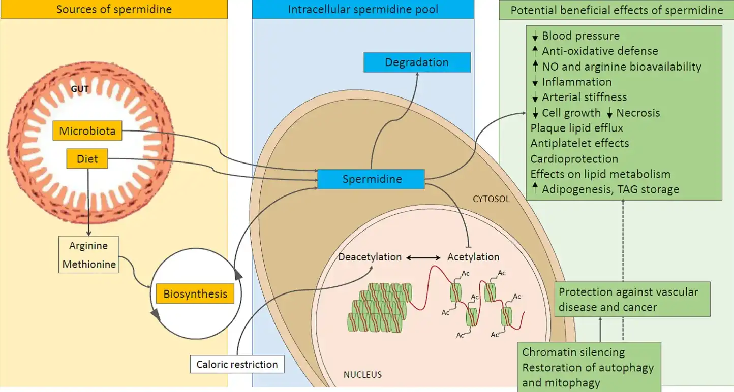 Spermidine