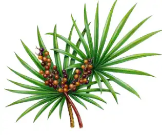 Saw Palmetto Extract Fatty Acids