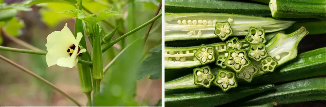 ‌Okra extract 